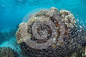 Fish Surrounding Coral Bommie