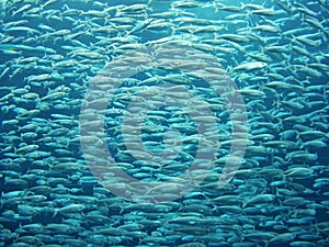 Fish swarm photo