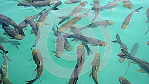 fish swarm in chiao lan lake in thailand