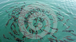 fish swarm in chiao lan lake in thailand