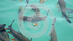 fish swarm in chiao lan lake in thailand