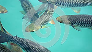 fish swarm in chiao lan lake in thailand