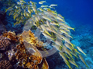 Fish swarm at a colorful reef