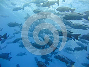 Fish swarm at coral reef of blue corner diving spot in Palau