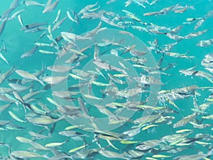 Fish swarm in green ocean.