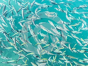 Fish swarm in green ocean.