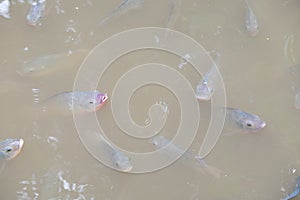 Fish swarm with open mouths