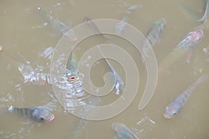 Fish swarm with open mouths