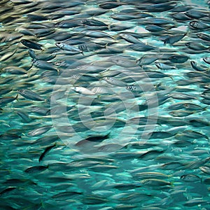 Fish Swarm Sardines