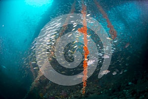 Fish swarm on sunken ship