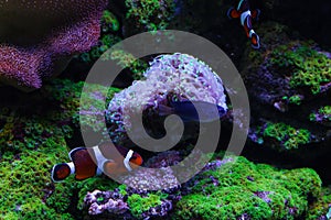 Fish swim among beautiful corals