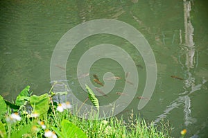 Fish swim in canal