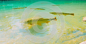 Fish swim in the crystal clear waters of the Formoso River, in Bonito, in Mato Grosso do Sul