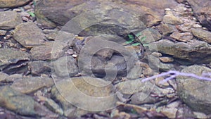 fish swim in natural pond in the jungle