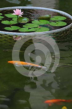 Fish swim next to Lotus