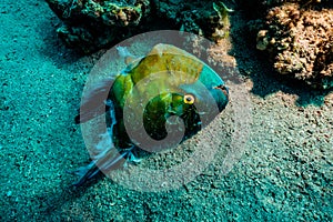 Fish swim in the Red Sea