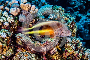 Fish swim in the Red Sea