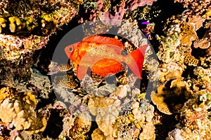 Fish swim in the Red Sea