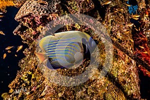 Fish swim in the Red Sea