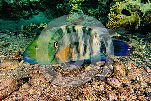 Fish swim in the Red Sea