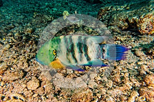 Fish swim in the Red Sea