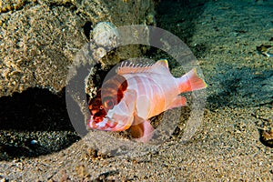 Fish swim in the Red Sea