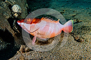 Fish swim in the Red Sea