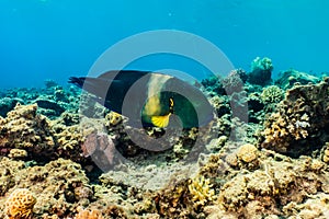 Fish swim in the Red Sea