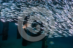 Fish swim in the Red Sea