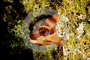 Fish swim in the Red Sea, colorful and full of different colors - photographed by Avner Efrati