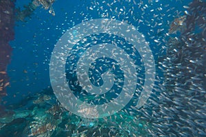 Fish swim in the Red Sea, colorful and full of different colors - photographed by Avner Efrati