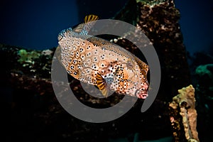 Fish swim in the Red Sea, colorful and full of different colors - photographed by Avner Efrati
