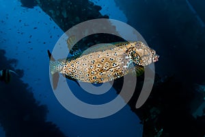 Fish swim in the Red Sea, colorful and full of different colors - photographed by Avner Efrati