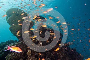 Fish swim in the Red Sea, colorful and full of different colors - photographed by Avner Efrati