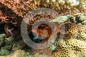 Fish swim in the Red Sea, colorful and full of different colors - photographed by Avner Efrati