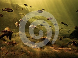 Fish swim in Royal Springs browned out after flooding from spring thunderstorms, Suwannee County, Florida