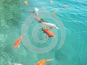 Fish swim in the sea. Blue clear water