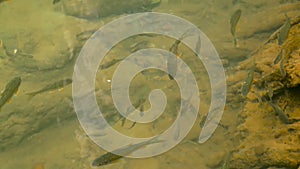 The fish swim in a shallow stream of a creek in te sun rays in the rainforest