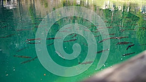 Fish Swim In Very Clear Blue Lake Water