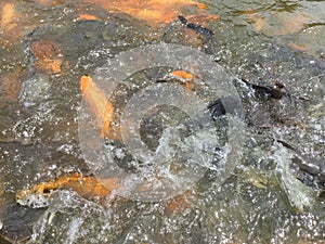 Fish swimming