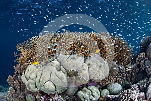 Fish Swimming Above Corals