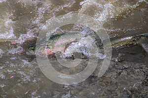 Fish swimming against stream at Port Hope, Ontario, Canada photo