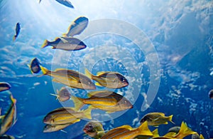 Fish swimming around in the deep blue water and sunlight shining from above, in the giant tank of Penghu Aquarium