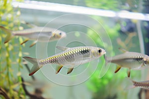 fish swimming in a clear aquarium viewed from the side