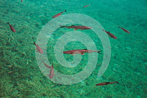 Fish swimming in clear water at Plitvice Lakes National Park in Croatia