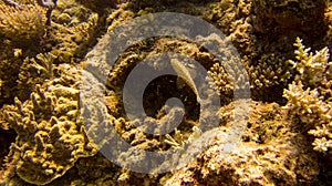 Fish swimming in coral sea in australia