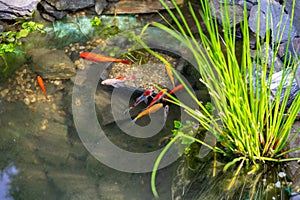 fish swimming in the garden pond