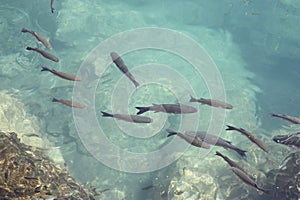 Fish swimming in harbour Atlantic Ocean