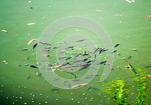 Fish swimming in the lake photo
