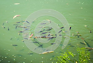 Fish swimming in the lake photo